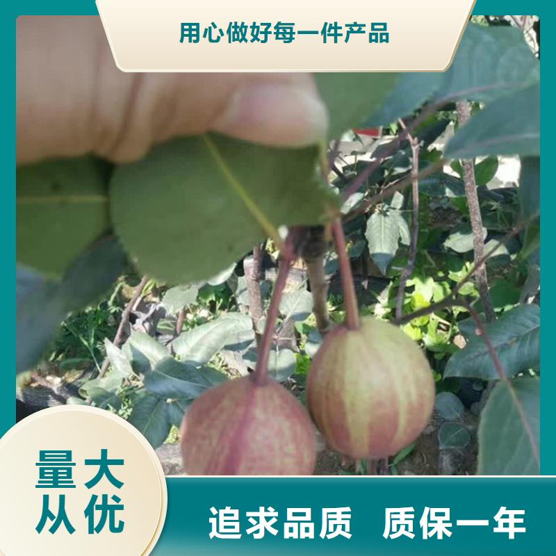 【梨树苹果苗品种全】发货及时