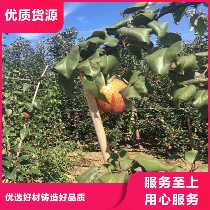 梨树樱桃苗真材实料诚信经营优质工艺
