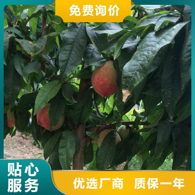 桃-樱桃苗精选好货N年专注