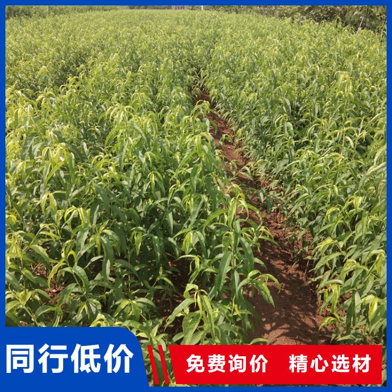 桃【板栗苗】质量优选敢与同行比服务