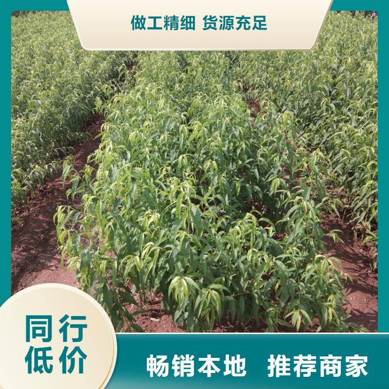 桃樱桃苗供您所需本地服务商
