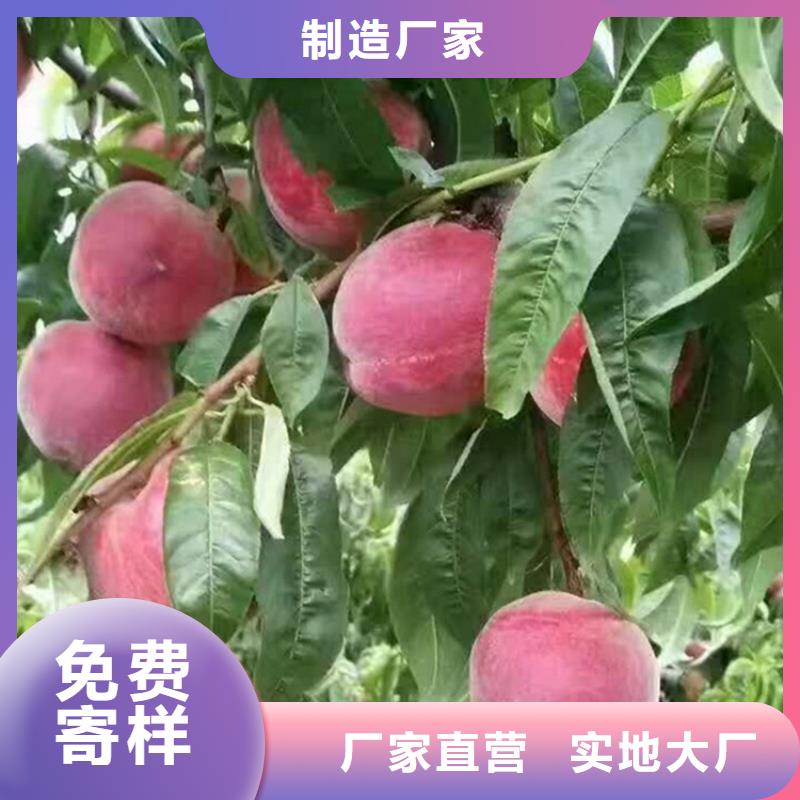 桃苹果苗工厂认证放心购