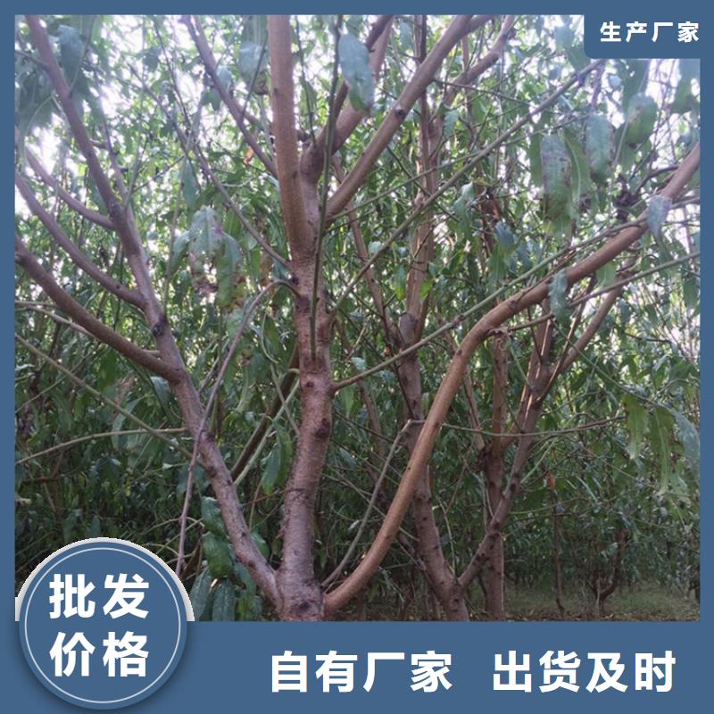 【桃蓝莓苗价格公道合理】严格把控每一处细节