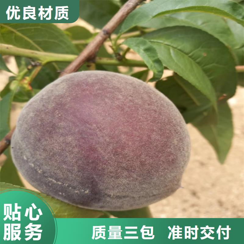桃桃树苗款式多样本地经销商