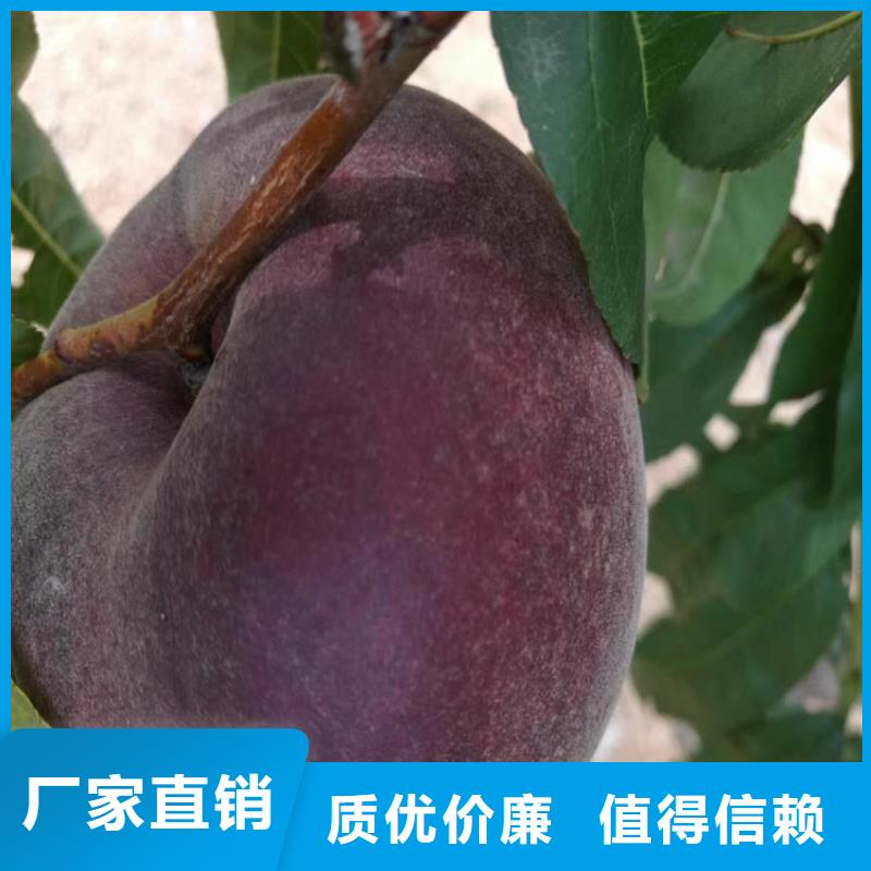 【桃】樱桃苗优选厂家同城生产商
