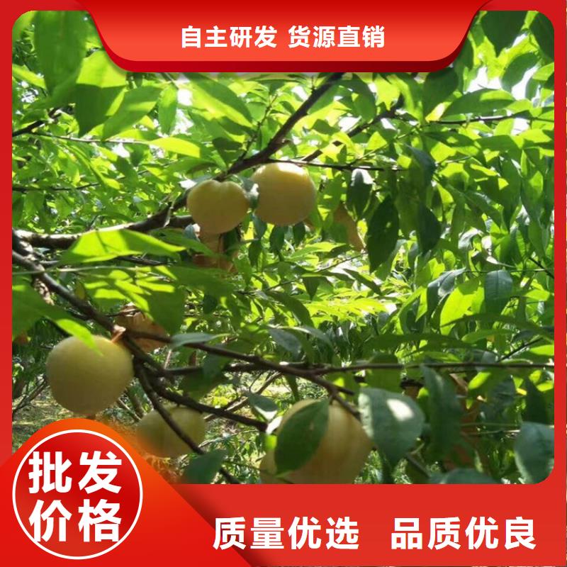 李子梨树苗自营品质有保障实力工厂