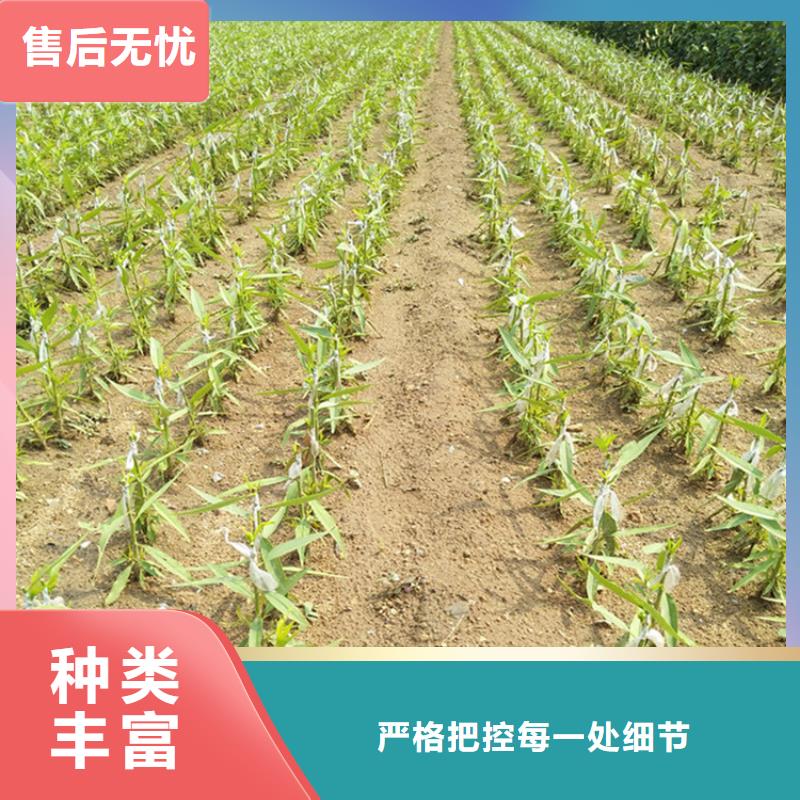【李子】苹果苗质量看得见当地生产商