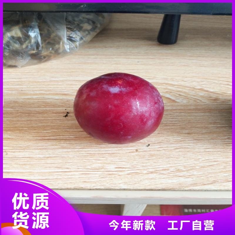 李子,苹果苗设计合理用心制造