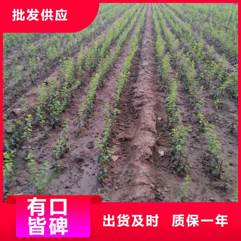 李子-无花果苗好厂家有担当现货充足