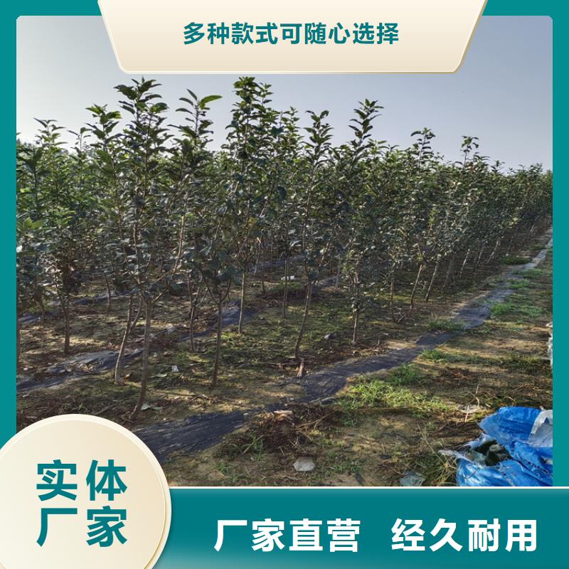 李子苹果苗大品牌值得信赖支持大小批量采购