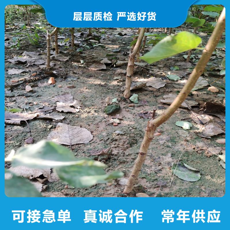 李子苹果苗现货齐全售后无忧当地生产商