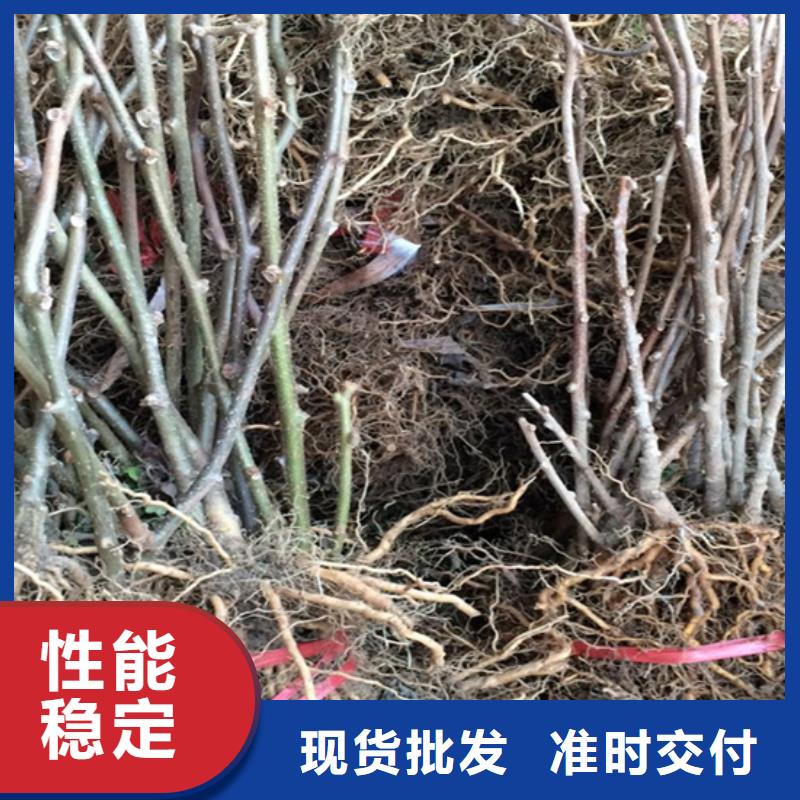 猕猴桃梨树苗价格地道同城货源