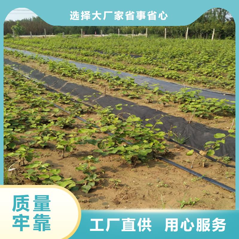 猕猴桃【李子苗】适用范围广拒绝差价