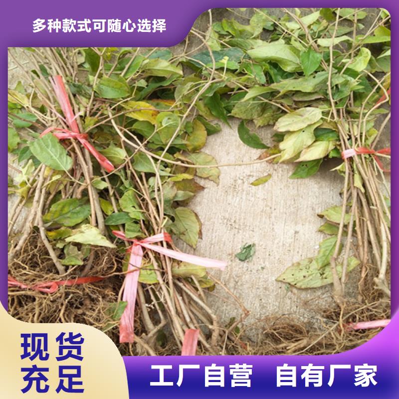 猕猴桃_嘎啦苹果自有厂家当地经销商