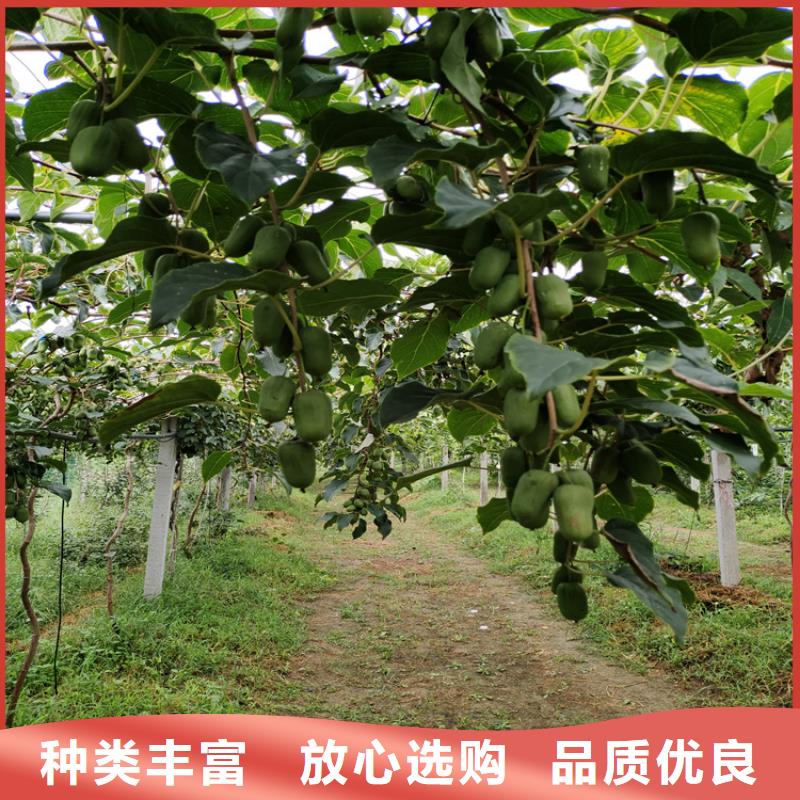 猕猴桃梨树苗实力见证厂家直销供货稳定
