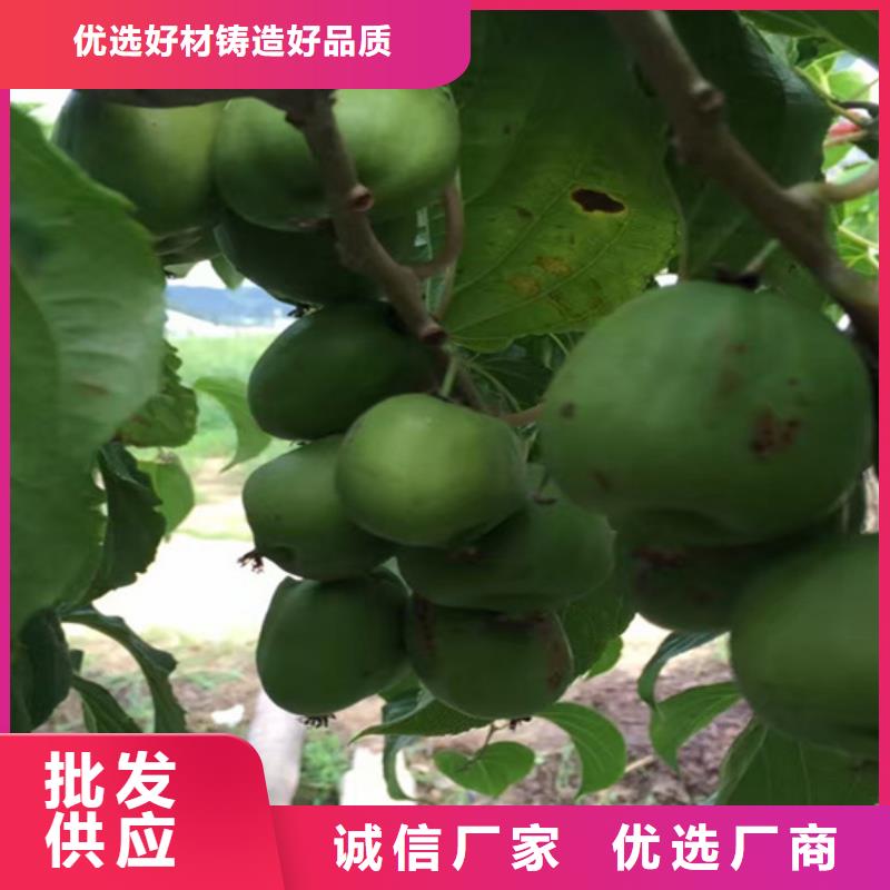 猕猴桃_石榴树苗实力雄厚品质保障厂家现货供应