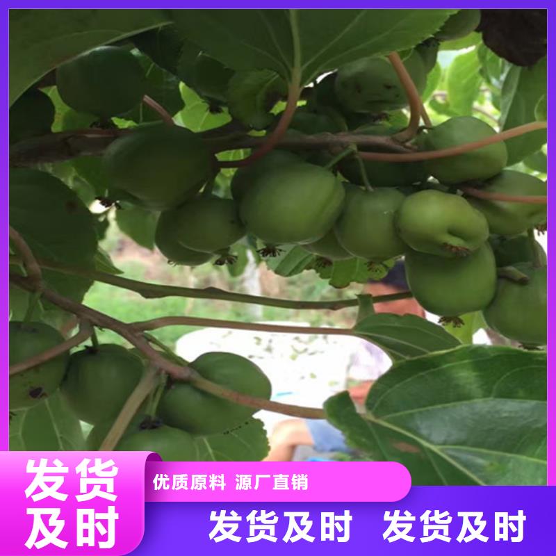 猕猴桃-苹果苗自主研发产地直供
