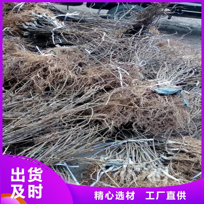猕猴桃桃树苗生产经验丰富当地公司
