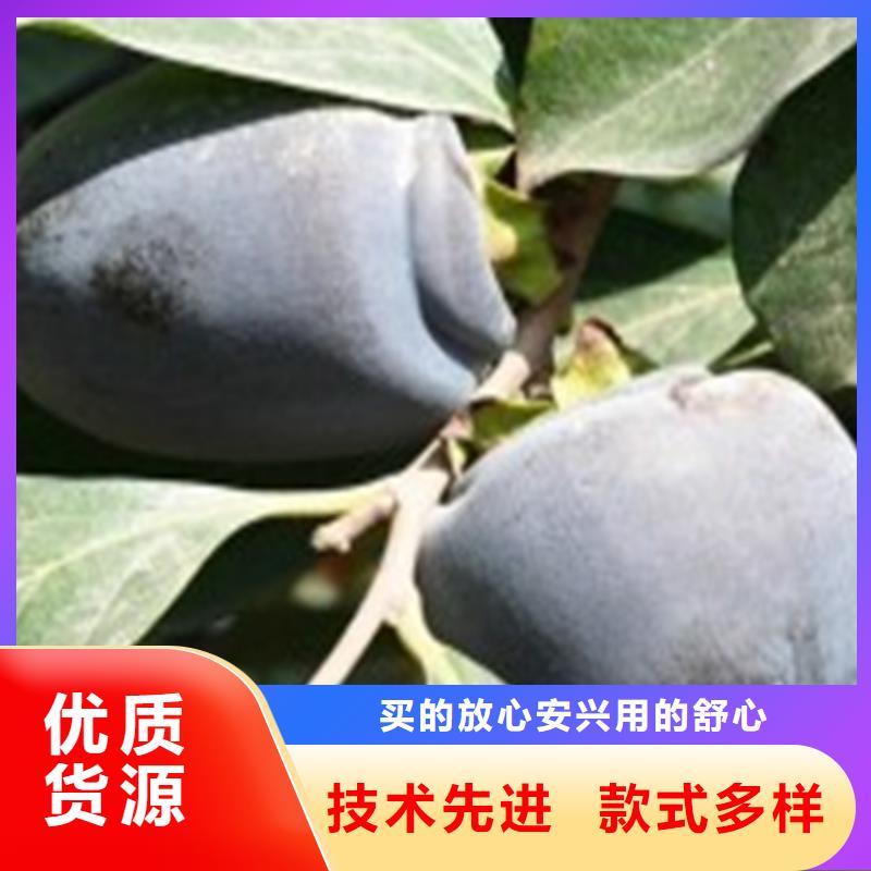 柿子,苹果苗来图定制量大从优源头厂家来图定制