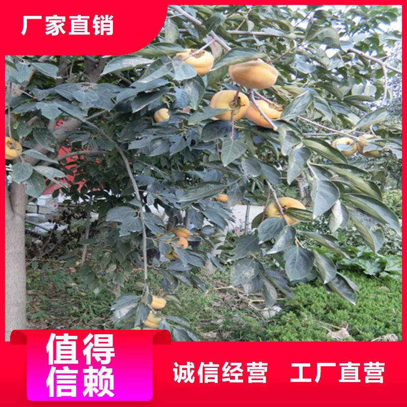 柿子【苹果苗】种类齐全多年厂家可靠