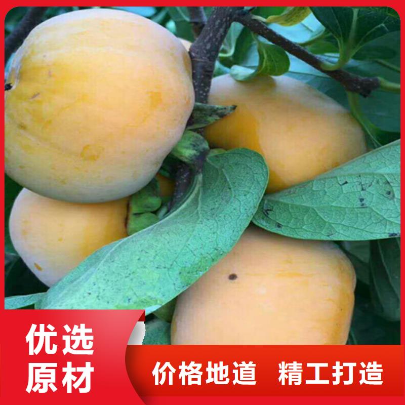 柿子板栗苗服务周到高性价比