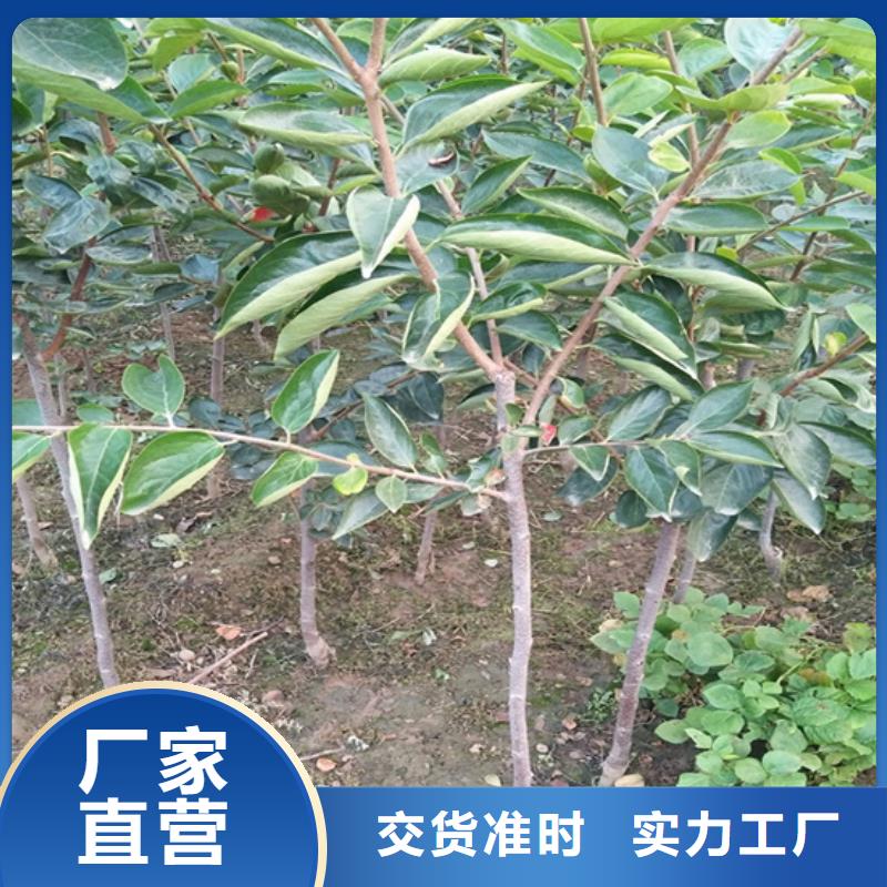 柿子苹果苗老品牌厂家常年供应
