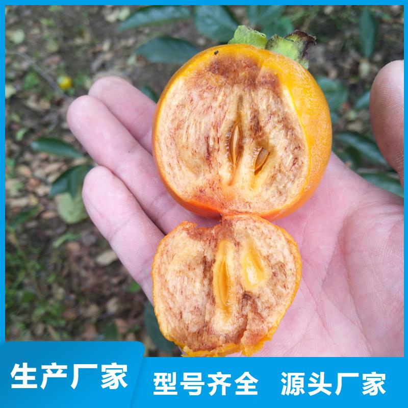 柿子【苹果苗】合作共赢质量牢靠