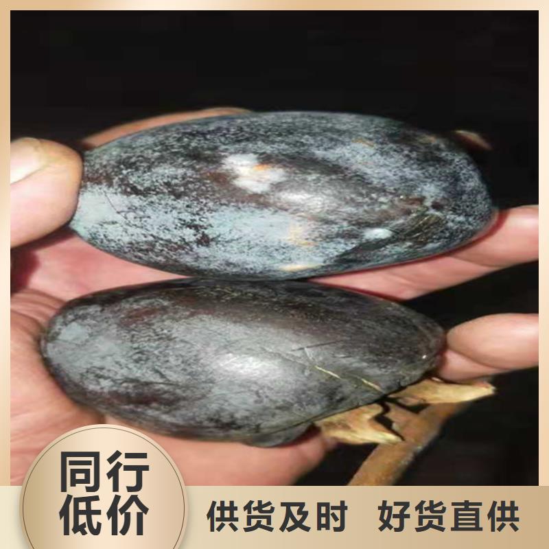 【柿子梨树苗厂家经验丰富】好货有保障