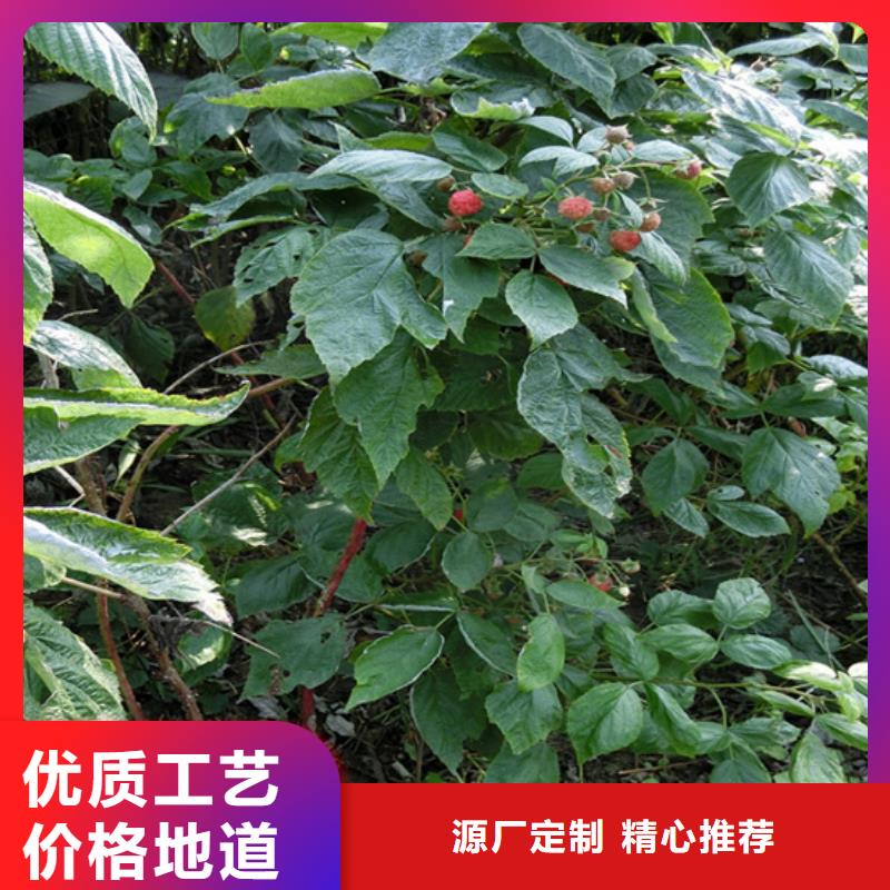 树莓石榴树主推产品价格地道