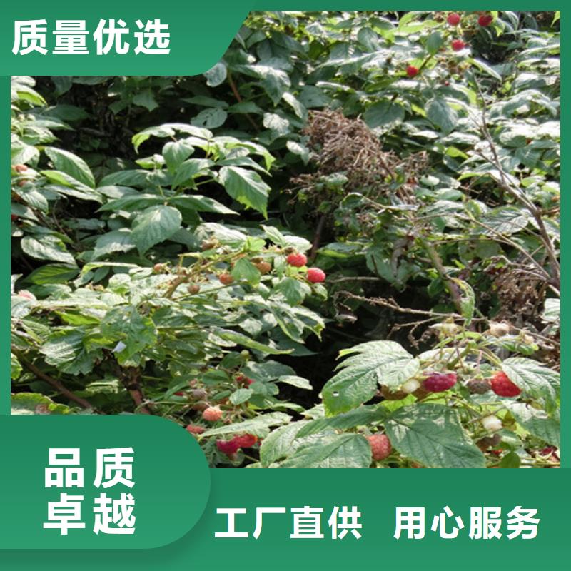 树莓苹果苗适用场景当地经销商