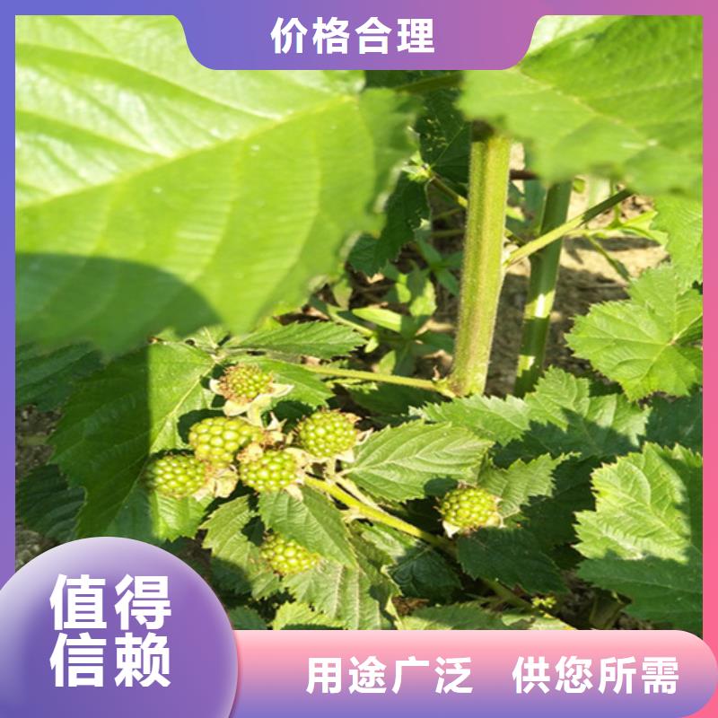 树莓蓝莓苗专心专注专业定制销售售后为一体