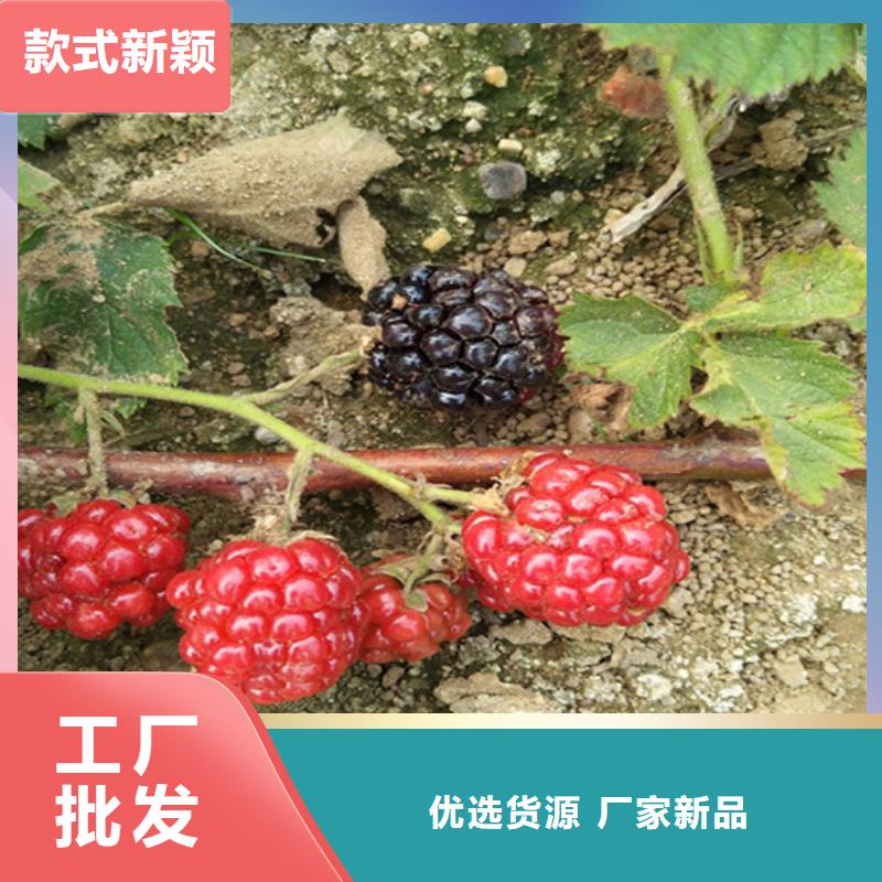 树莓无花果苗重信誉厂家重信誉厂家