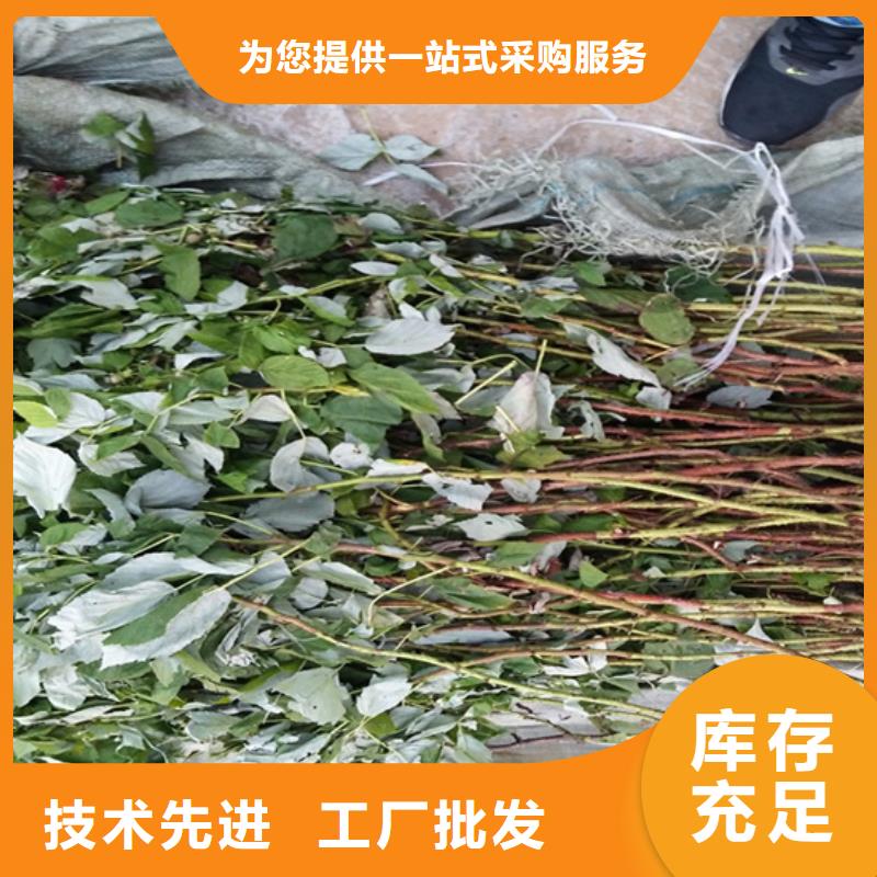 【树莓苹果苗48小时发货】当地品牌