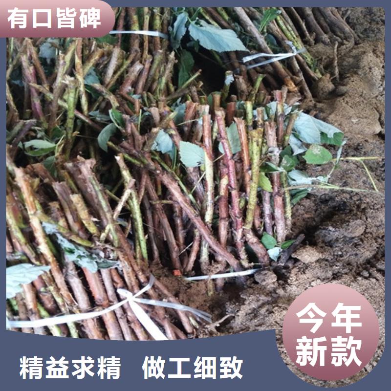 树莓,苹果苗专业生产设备实力商家推荐