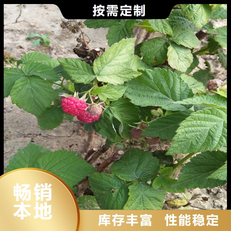 【树莓】苹果苗厂家直销规格多样本地经销商