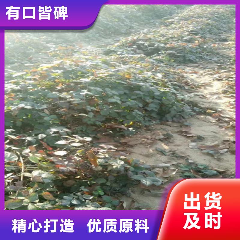 树莓-苹果苗质量优价格低本地生产商