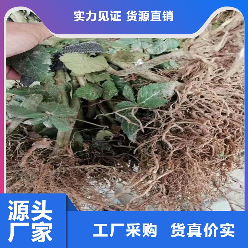 树莓【猕猴桃苗】无中间商厂家直销本地货源