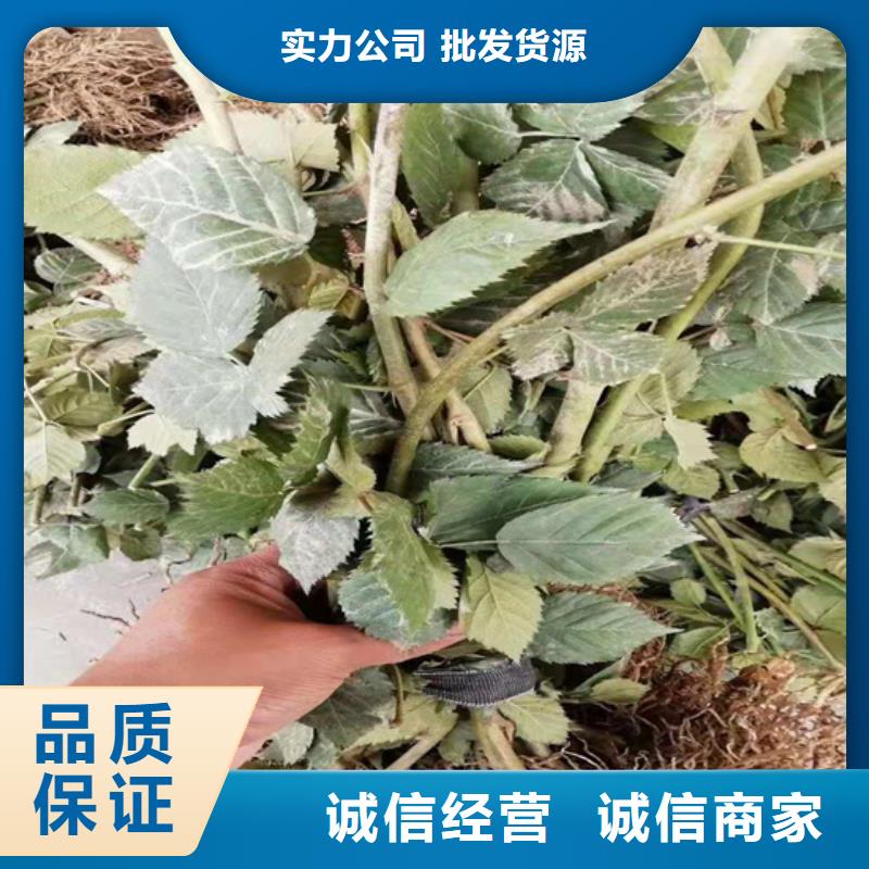 【树莓无花果苗物流配货上门】支持加工定制