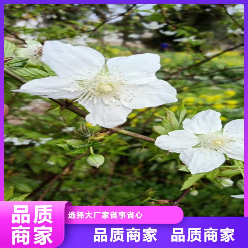 树莓嘎啦苹果诚信可靠源头厂家供应