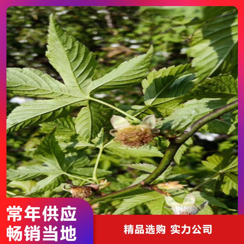 树莓杏树苗品类齐全同城生产商