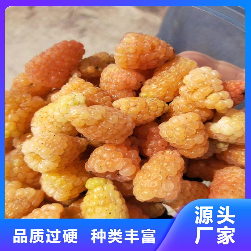 树莓苹果苗精选好货同城厂家
