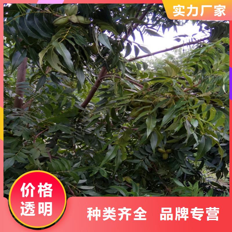 碧根果蓝莓苗适用场景支持拿样