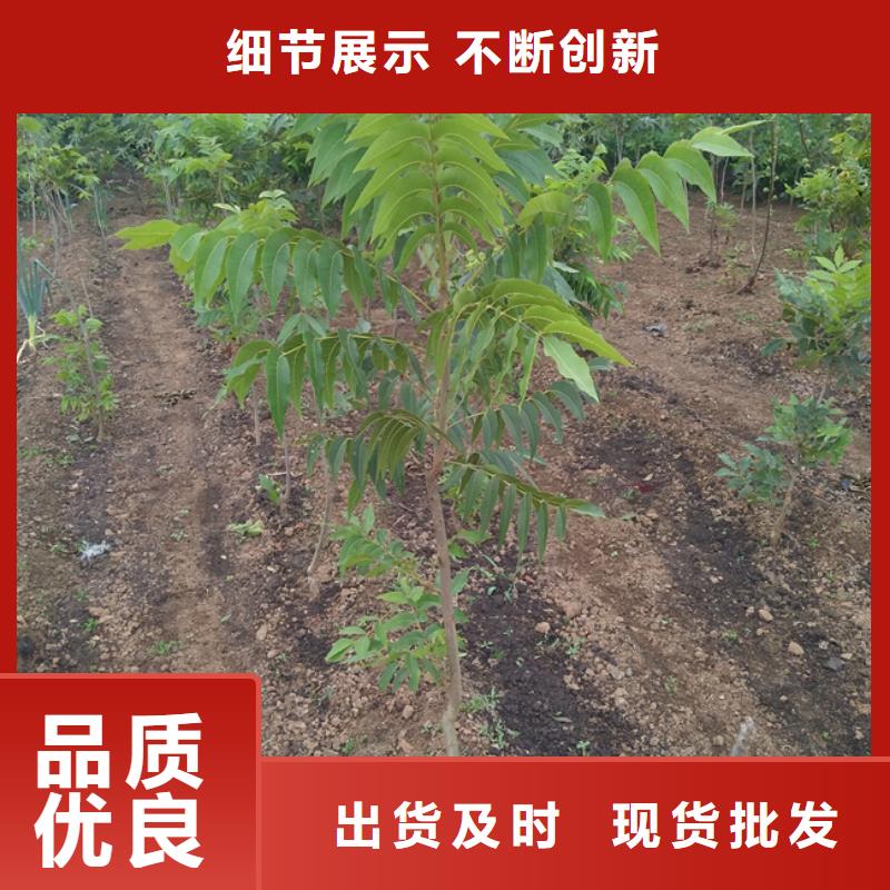 碧根果【桃树苗】严格把控每一处细节厂诚信经营