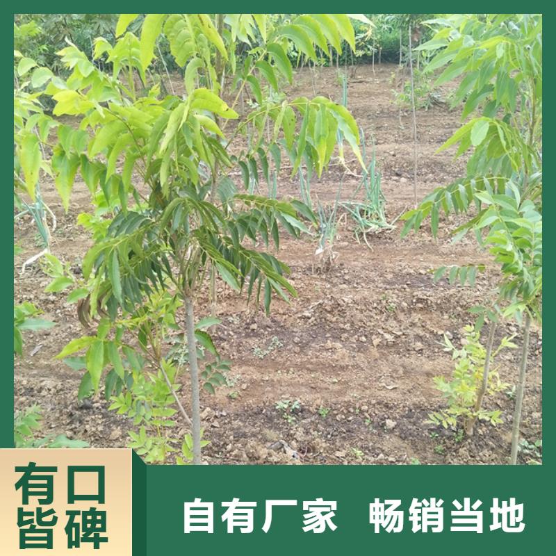 【碧根果石榴树推荐商家】产地源头好货