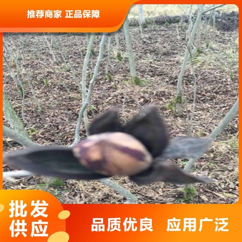 碧根果梨树苗诚信经营使用方法