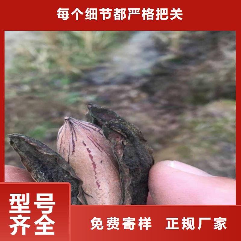 碧根果【梨树苗】现货齐全售后无忧当地厂家