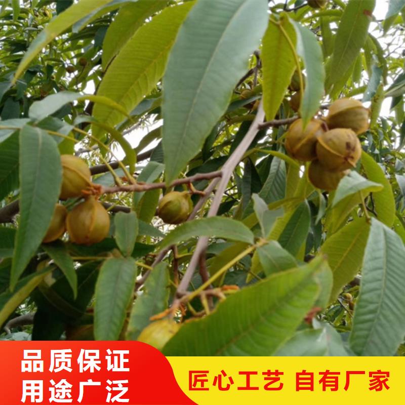 碧根果苹果苗现货实拍当地生产商