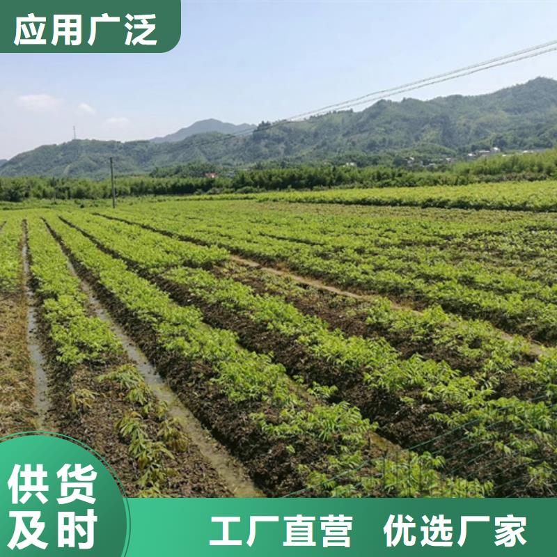 碧根果【西瓜苗】多种规格供您选择支持大小批量采购