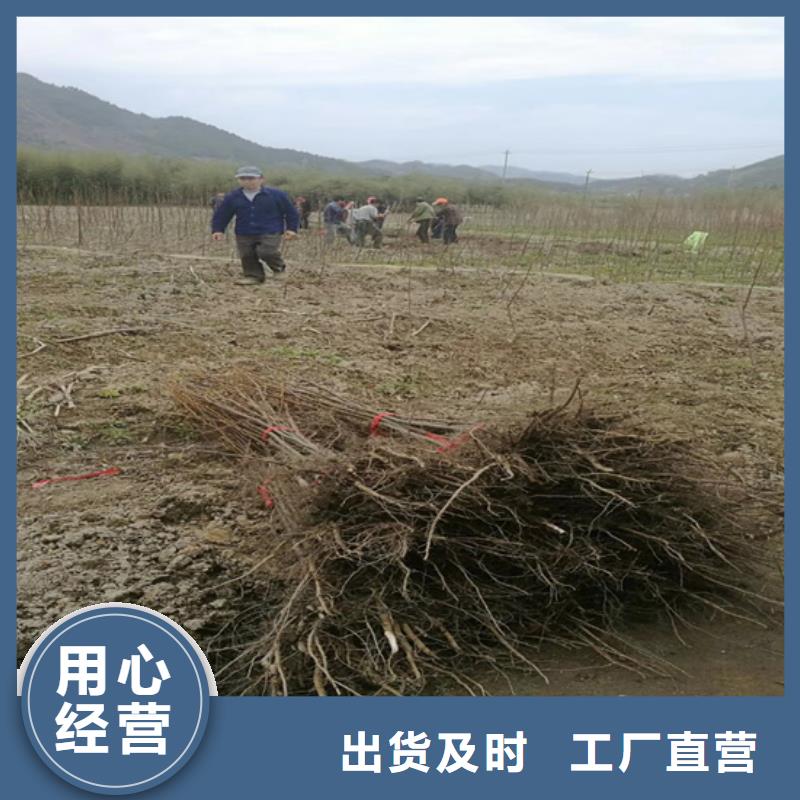 碧根果-无花果苗品质无所畏惧严格把控每一处细节