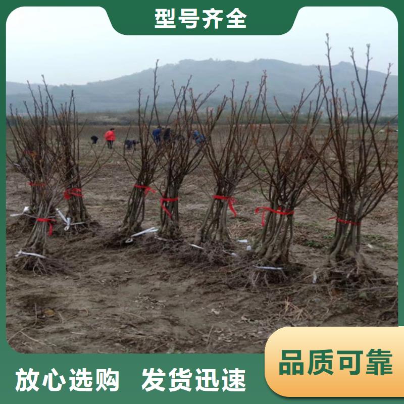 碧根果-樱桃苗来图加工定制好产品价格低